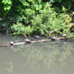 Terrapins in the suns