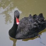 Black swan return visit