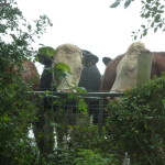 Inquisitive cattle