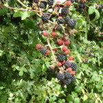 Blackberries in season