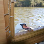 Cheeky swan