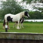 Horses at Earls Barton Lock