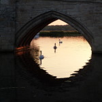 Swans reflect under St Ives Bridge
